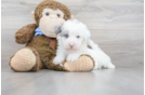 Meet Ralph - our Mini Sheepadoodle Puppy Photo 2/3 - Premier Pups
