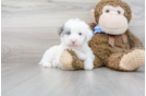 Meet Ralph - our Mini Sheepadoodle Puppy Photo 1/3 - Premier Pups