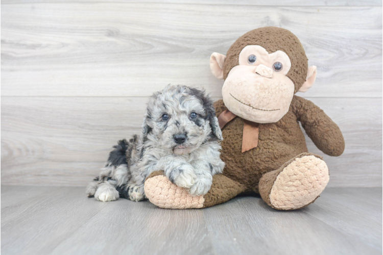 F1b Mini Sheepadoodle Puppy