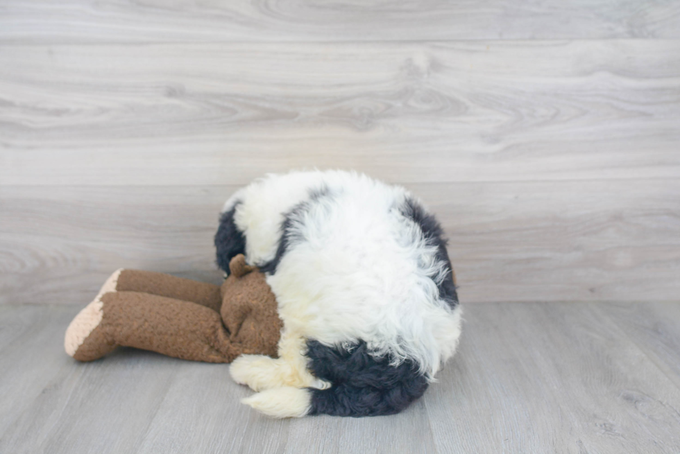 Best Mini Sheepadoodle Baby