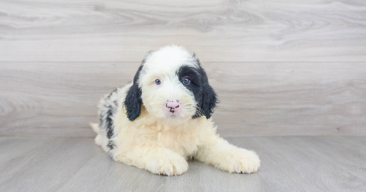 Top 8 Best Sheepadoodle Breeders In 2022 – Puppy Price And Breeding  Information