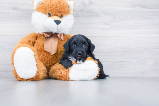 Mini Sheepadoodle Puppy for Adoption