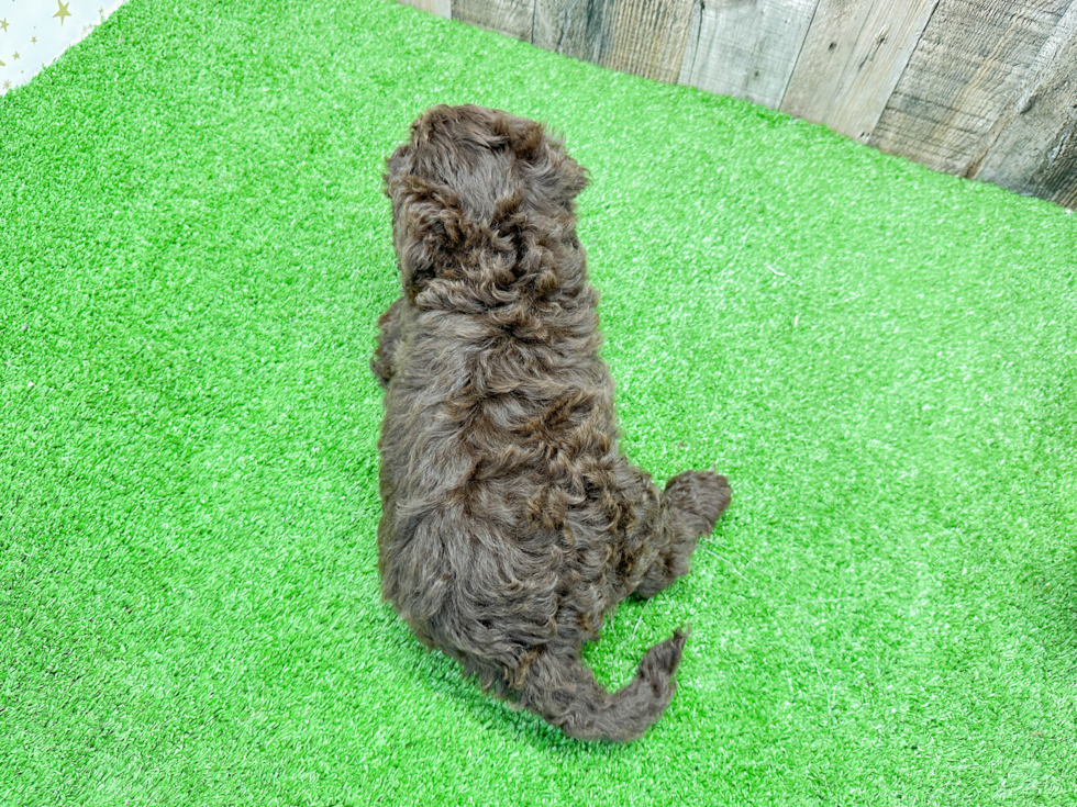 Petite Mini Sheepadoodle Regatta 7lb 12oz Doodle Puppy