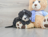 8 week old Mini Sheepadoodle Puppy For Sale - Premier Pups