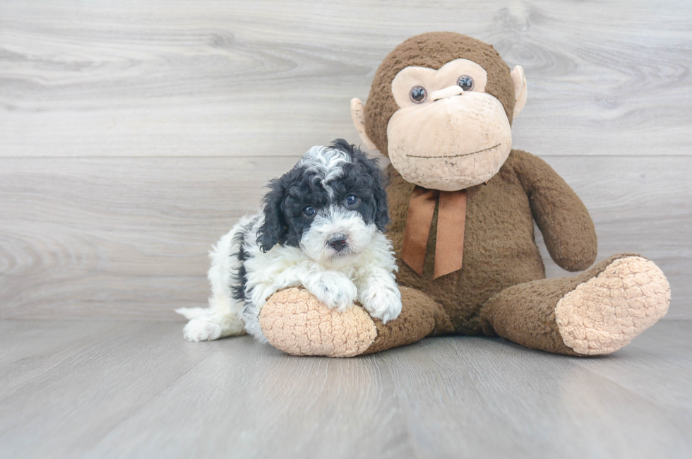 Mini Sheepadoodle for Sale | Premier Pups located in Ohio