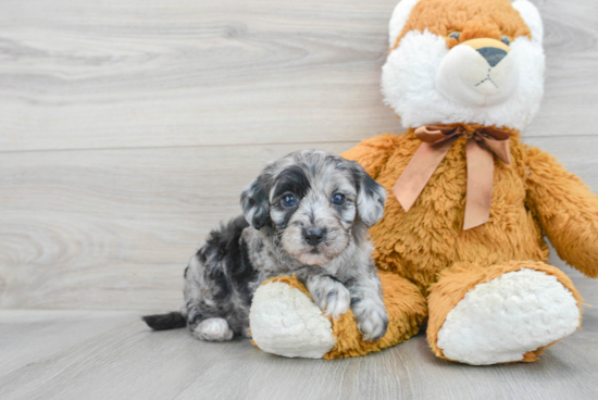 Adorable Sheep Dog Poodle Mix Puppy