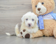 8 week old Mini Sheepadoodle Puppy For Sale - Premier Pups
