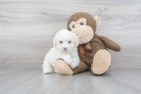 Mini Sheepadoodle Pup Being Cute