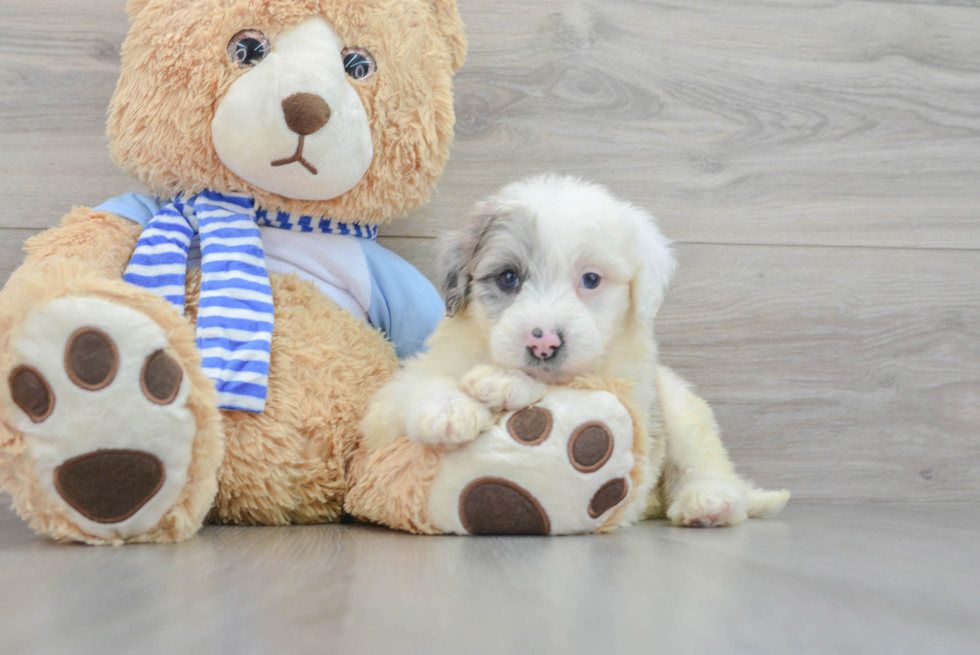 Best Mini Sheepadoodle Baby