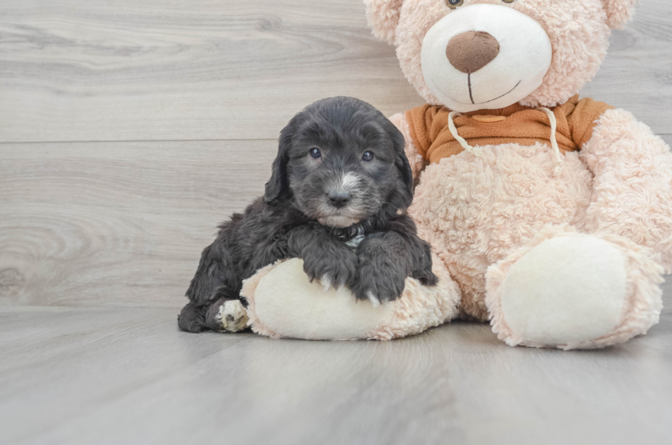 Under $2000 Puppies For Sale - Premier Pups