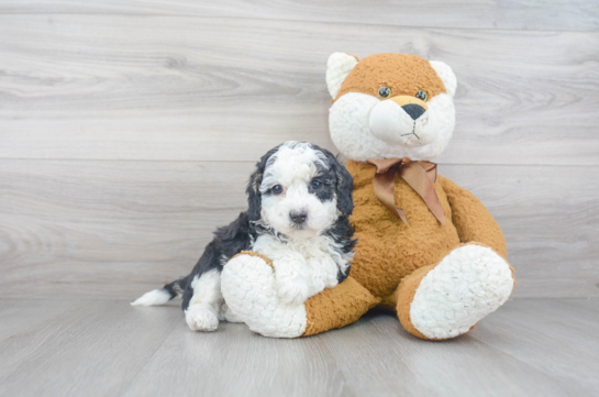 Mini Sheepadoodle for Sale | Premier Pups located in Ohio
