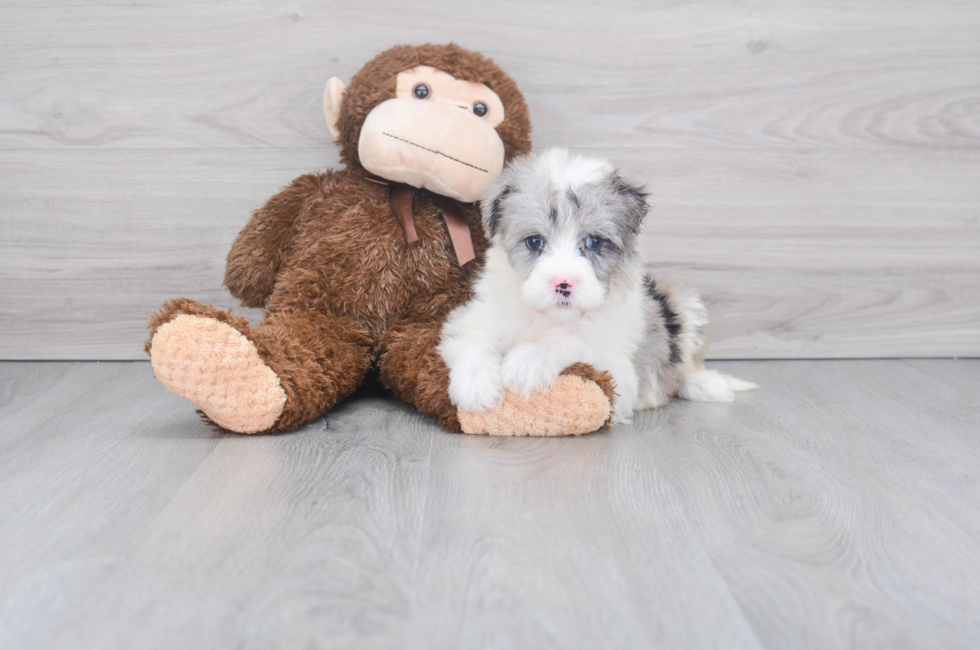 Mini Sheepadoodle for Sale | Premier Pups located in Ohio