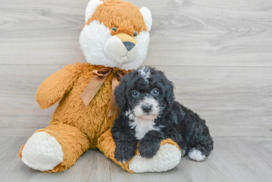 Popular Mini Sheepadoodle Poodle Mix Pup