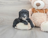 8 week old Mini Sheepadoodle Puppy For Sale - Premier Pups
