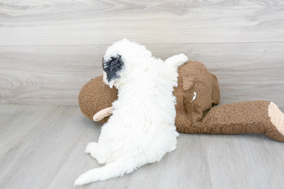 Popular Mini Sheepadoodle Poodle Mix Pup