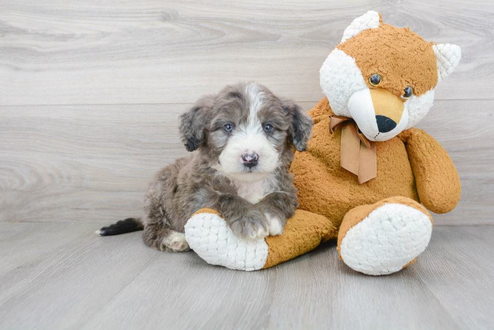 Mini Sheepadoodle Puppy for Adoption