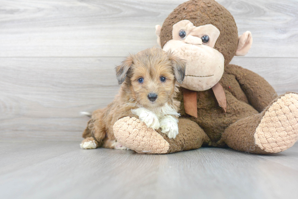Mini Sheltidoodle Puppy for Adoption