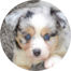 Mini Aussiedoodle Puppy For Sale - Premier Pups