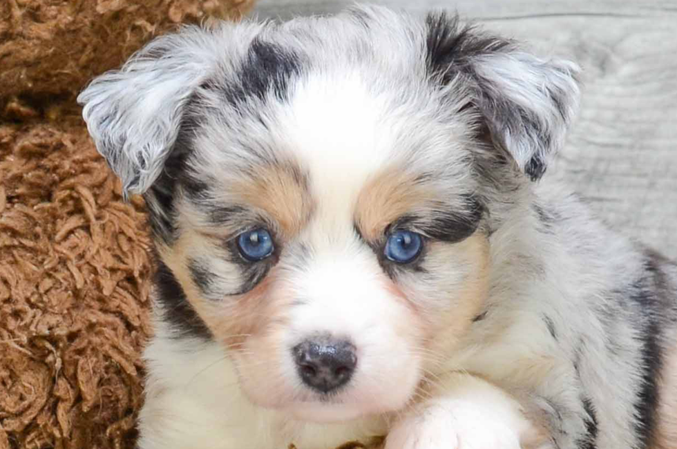 Aussiedoodle Puppies For Sale In Michigan