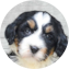 Mini Bernedoodle Puppy For Sale - Premier Pups