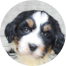 Mini Bernedoodle Puppies For Sale - Premier Pups