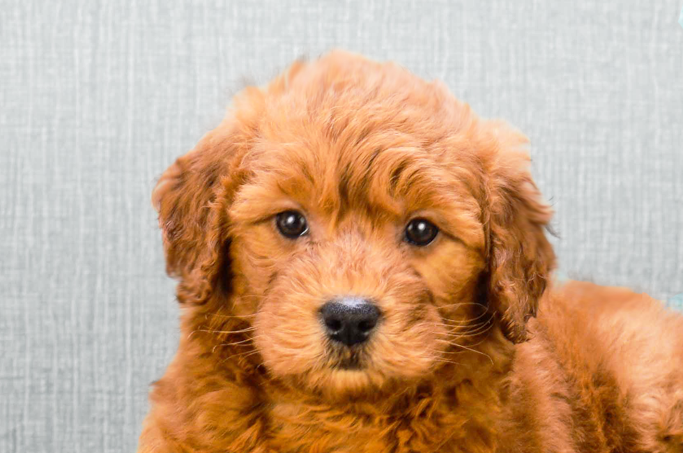 Mini Goldendoodle Puppies For Sale