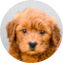 Mini Goldendoodle Puppy For Sale - Premier Pups
