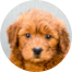 Mini Goldendoodle Puppies For Sale - Premier Pups