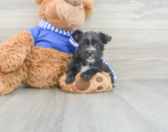 7 week old Morkie Puppy For Sale - Premier Pups
