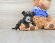 8 week old Morkie Puppy For Sale - Premier Pups