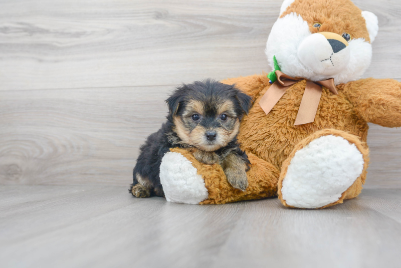 Meet Chase - our Morkie Puppy Photo 2/3 - Premier Pups