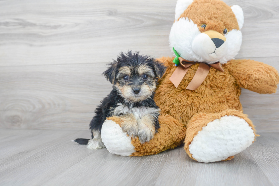Meet Chase - our Morkie Puppy Photo 1/3 - Premier Pups