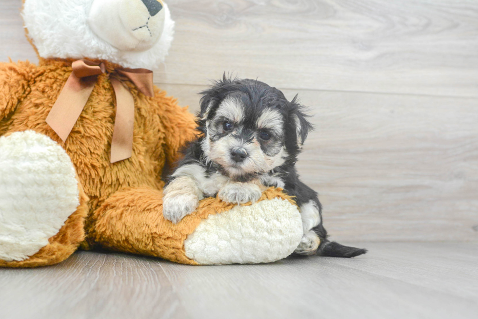 Meet Chase - our Morkie Puppy Photo 2/3 - Premier Pups