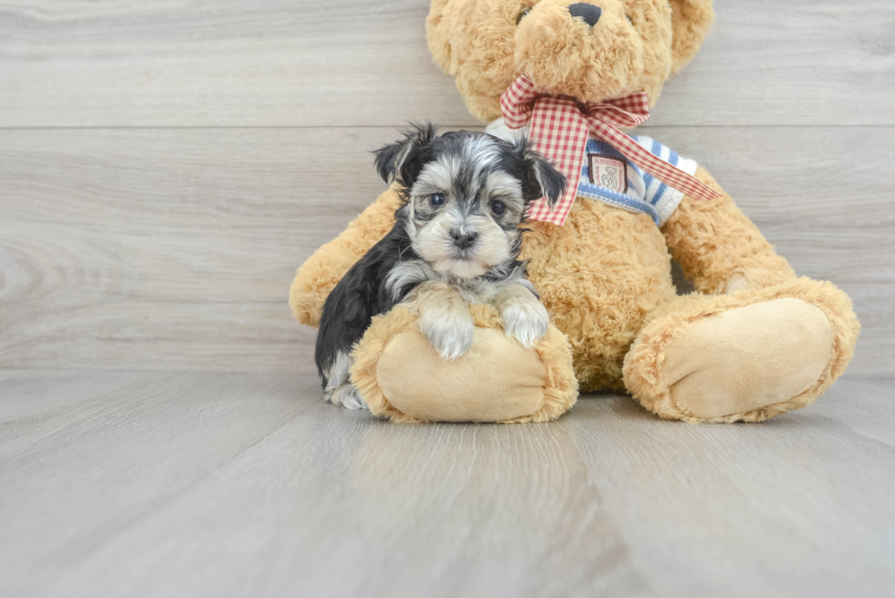 Cute Morkie Christian: 1lb 8oz Designer Puppy