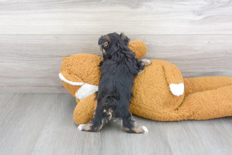 Meet Coco - our Morkie Puppy Photo 3/3 - Premier Pups