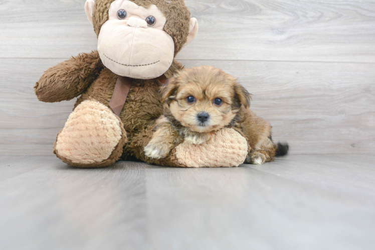 Meet Cupcakes - our Morkie Puppy Photo 1/2 - Premier Pups