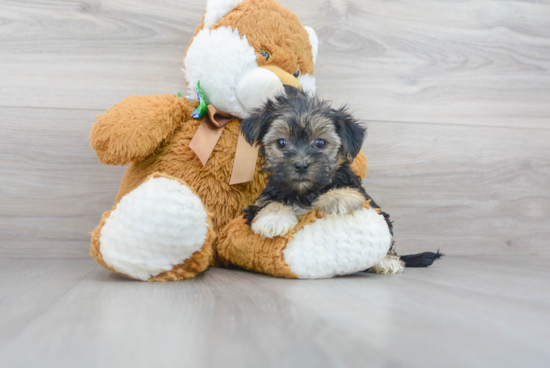 Playful Yorkie Designer Puppy