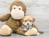 5 week old Morkie Puppy For Sale - Premier Pups