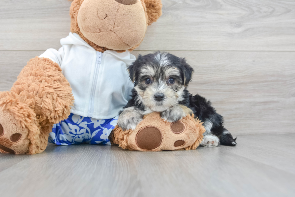 Morkie Puppy for Adoption