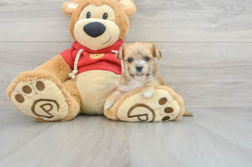 6 week old Morkie Puppy For Sale - Premier Pups