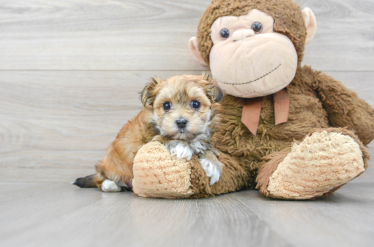 Smart Morkie Designer Pup