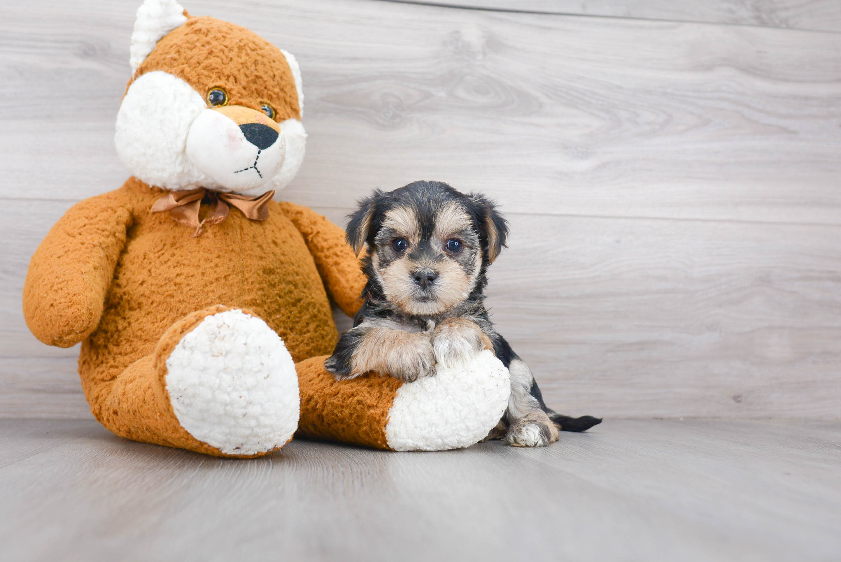 pugs for sale yorkshire