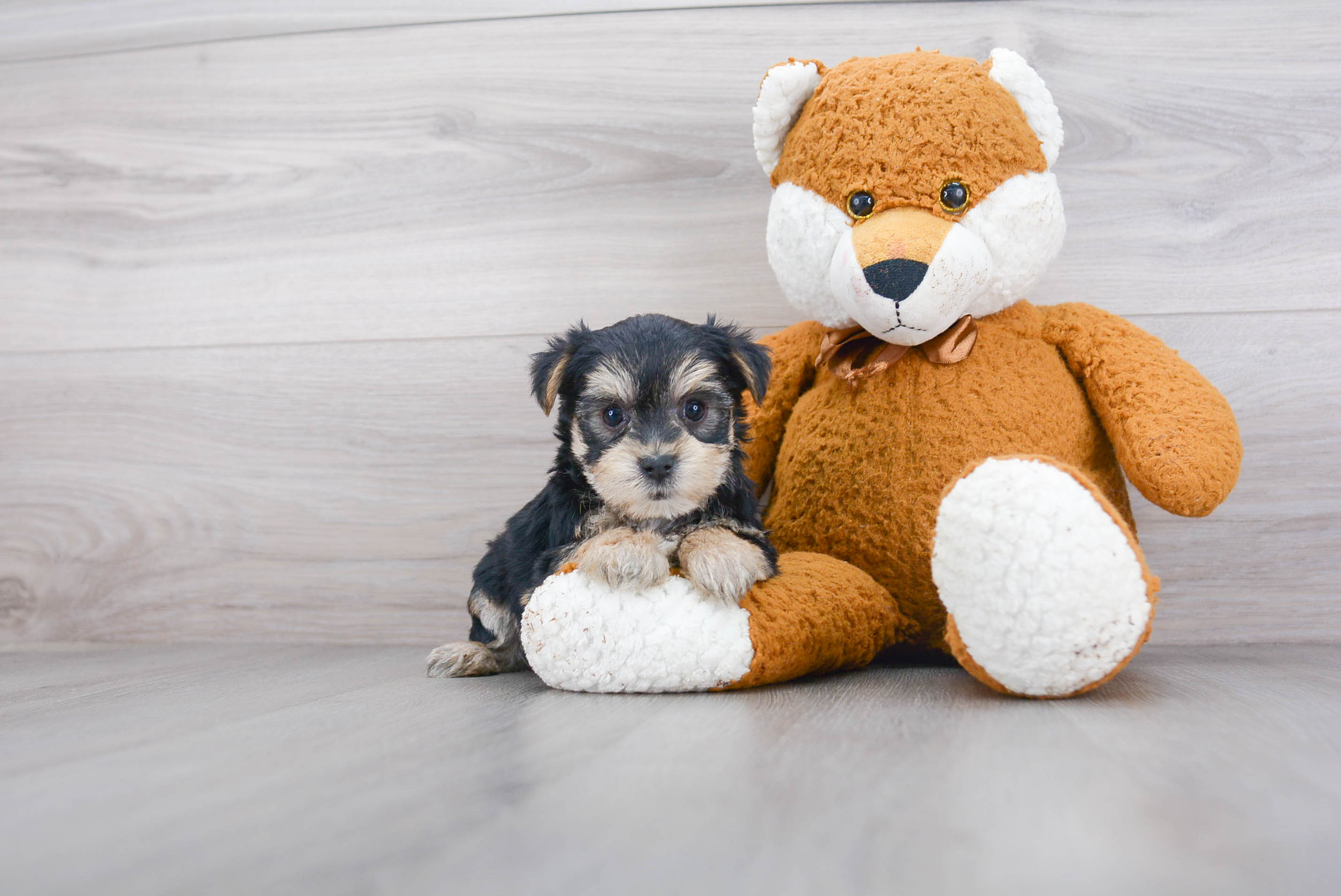 toy morkie puppies for sale