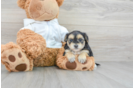 Morkie Puppy for Adoption