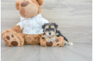 Playful Yorkie Designer Puppy