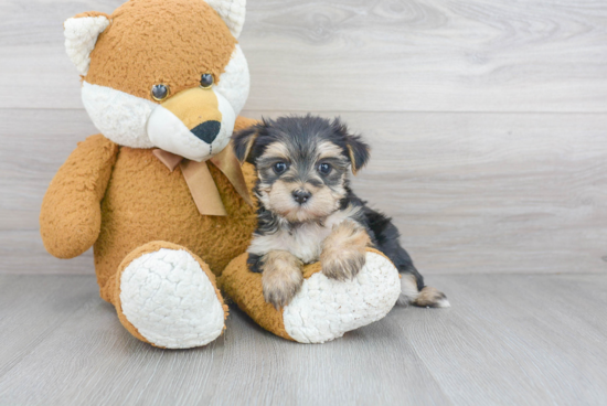 Morkie Pup Being Cute