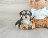 6 week old Morkie Puppy For Sale - Premier Pups