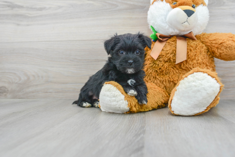 Meet Hiccup - our Morkie Puppy Photo 1/3 - Premier Pups