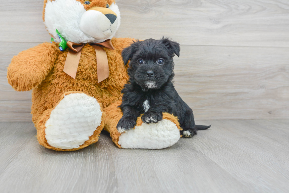 Meet Teddy - our Morkie Puppy Photo 2/3 - Premier Pups