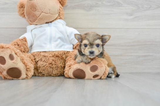 Playful Yorkie Designer Puppy